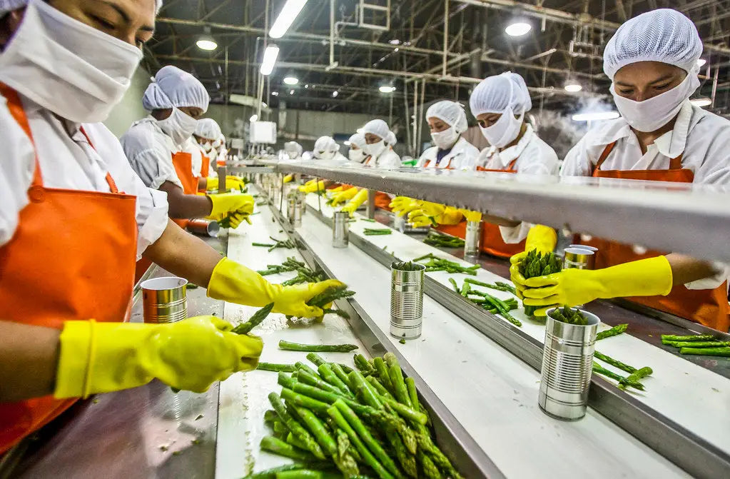 Food processing assembly line with workers preparing asparagus in beverage processing facilities